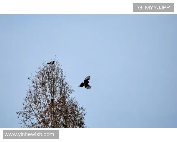 喜鹊主场完胜云达不莱梅，展翅高飞向胜利的天空